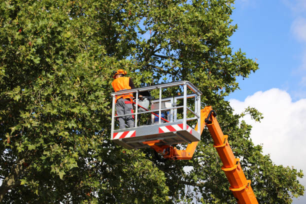 Best Tree Trimming and Pruning  in East Palestine, OH